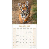 Calendrier  2027 Tigre nature