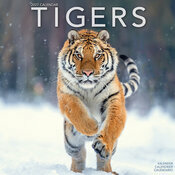 Calendrier Mural 2027 Tigre nature