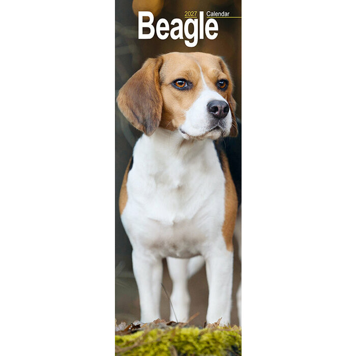 Calendrier Etroit Slim 2027 Beagle Calendrier Mural Etroit 2027 Beagle