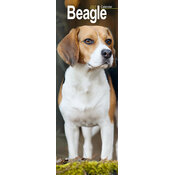 Calendrier Etroit Slim 2027 Beagle Calendrier Mural Etroit 2027 Beagle