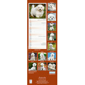 Calendrier Etroit Slim 2027 Bichon frisé Calendrier Etroit Slim 2027 Bichon Frisé