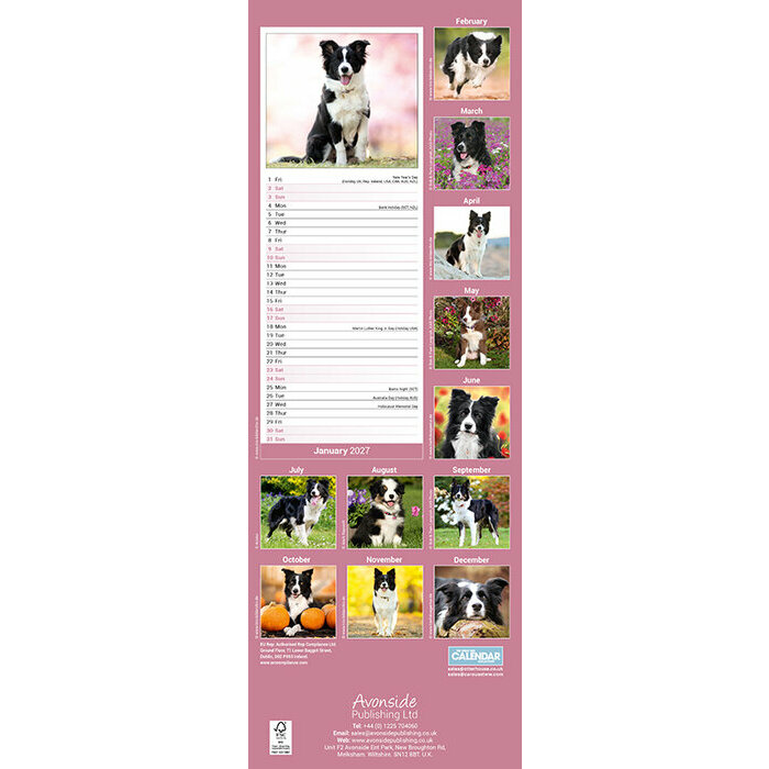 Calendrier Etroit Slim 2027 Border Collie Calendrier 2027 Border Collie