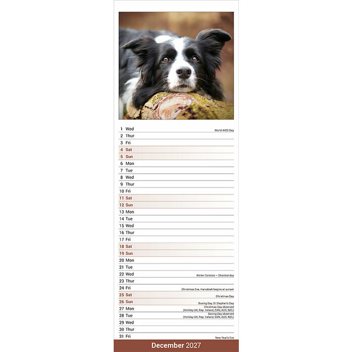 Calendrier Etroit Slim 2027 Border Collie Calendrier papier 2027 Border Collie