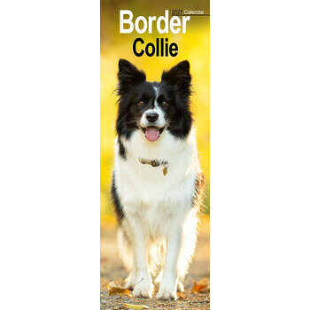Calendrier Etroit Slim 2027 Border Collie