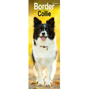 Calendrier Etroit Slim 2027 Border Collie Calendrier Mural 2027 Border Collie