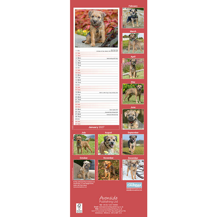 Calendrier Etroit Slim 2027 Border Terrier Calendrier mural Etroit 2027 Border Terrier