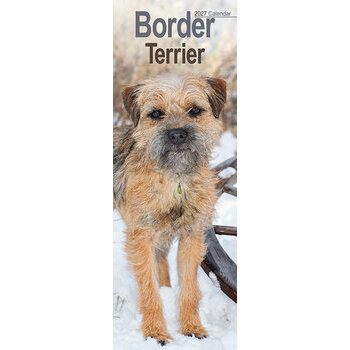 Calendrier Etroit Slim 2027 Border Terrier