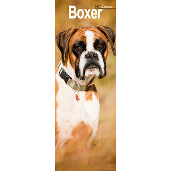 Calendrier Etroit Slim 2027 Boxer