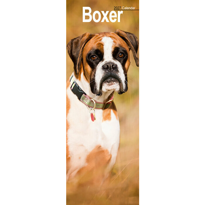 Calendrier Etroit Slim 2027 Boxer Calendrier Etroit 2027 Border Terrier