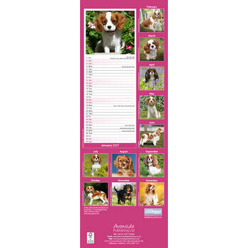 Calendrier Etroit Slim 2027 Cavalier King Charles