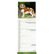 Calendrier Etroit Slim 2027 Cavalier King Charles Calendrier 2027 Etroit Cavalier King Charles