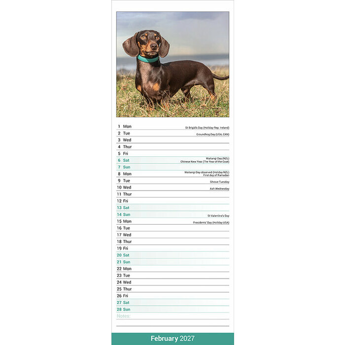 Calendrier Mural Etroit 2027 Teckel Poil Ras