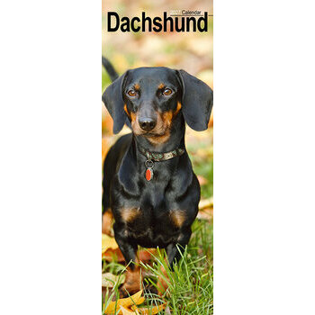 Calendrier Etroit Slim 2027 Teckels