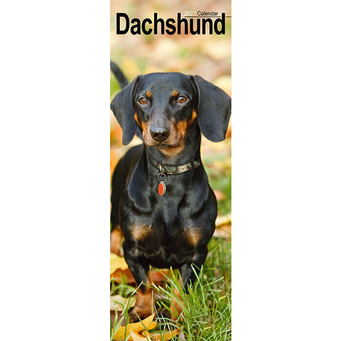 Calendrier Mural Etroit 2027 Teckel Poil Ras