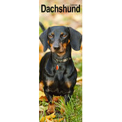 Calendrier Mural Etroit 2027 Teckel Poil Ras