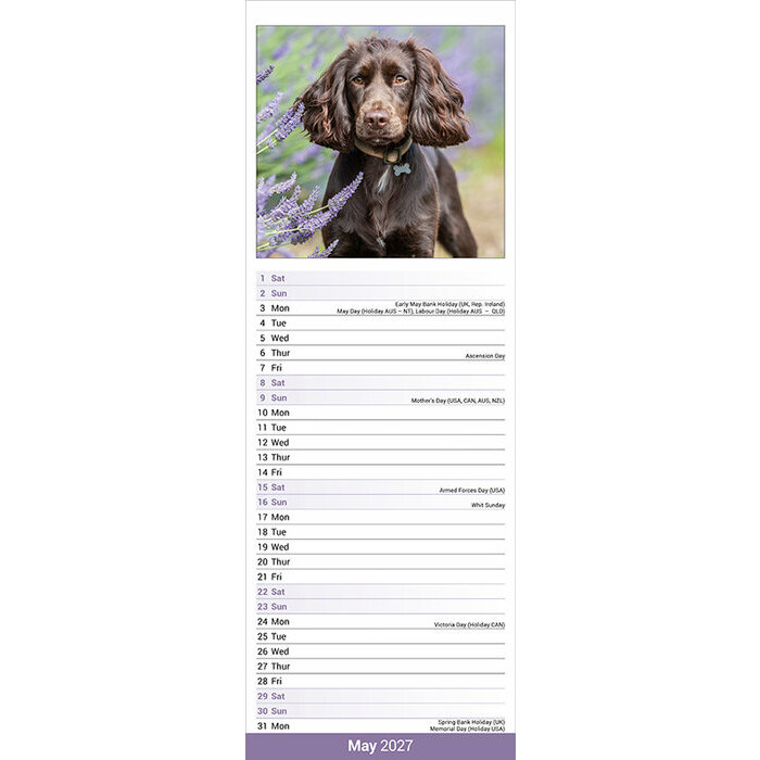 Calendrier Etroit Slim 2027 Cocker Anglais Calendrier Etroit 2027 Cocker Anglais papier