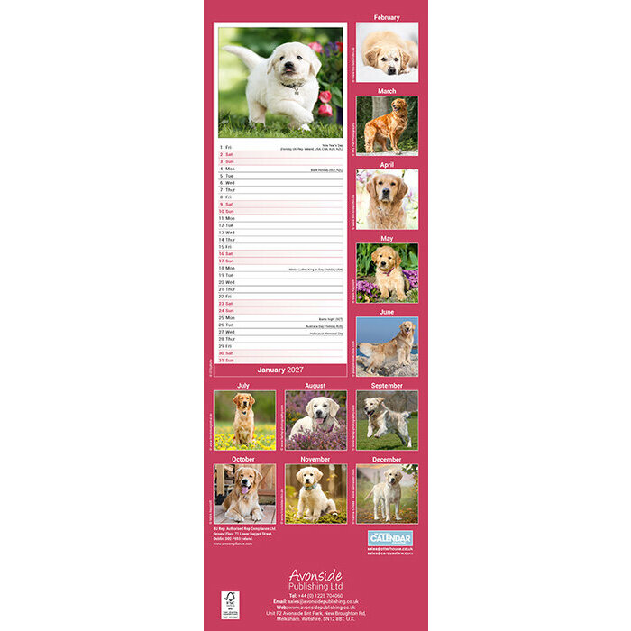 Calendrier Etroit Slim 2027 Golden Retriever Calendrier papier 2027 Golden Slim