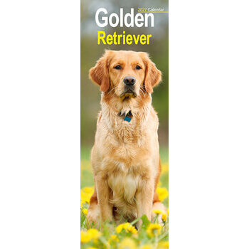 Calendrier Etroit Slim 2027 Golden Retriever
