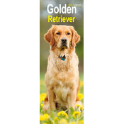 Calendrier Etroit Slim 2027 Golden Retriever Calendrier Mural 2027 Golden Slim