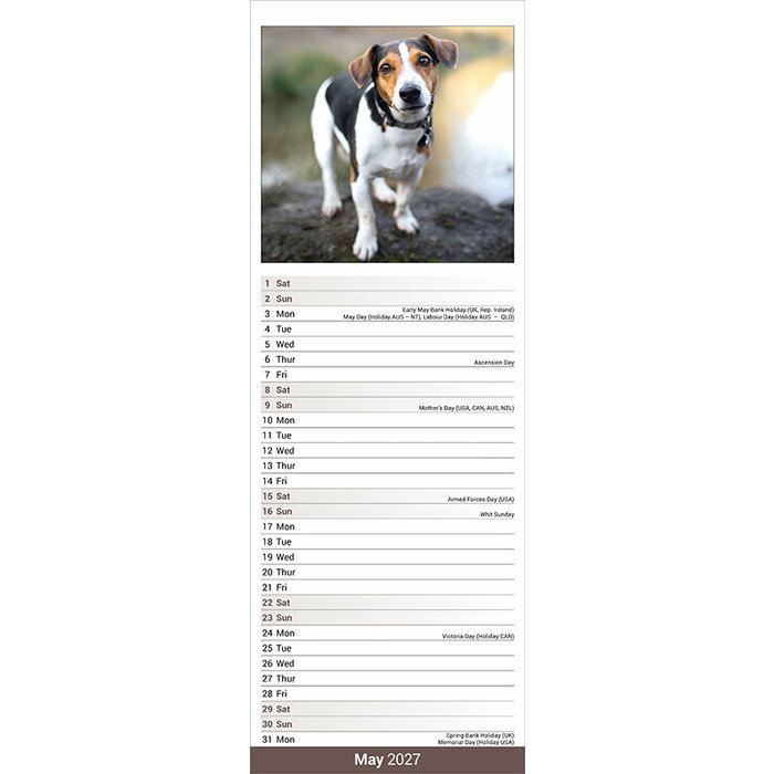 Calendrier Etroit Slim 2027 Jack Russell Calendrier papier 2027 Jack Russell