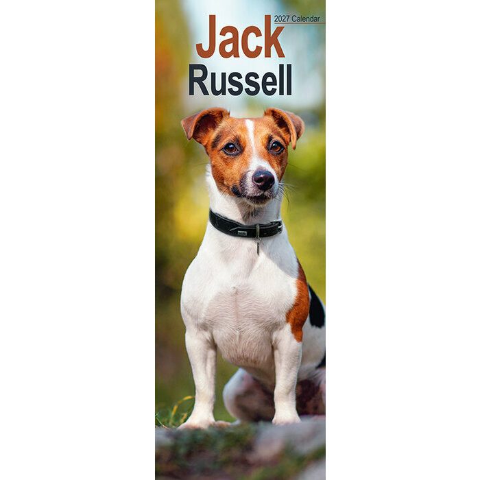 Calendrier Etroit Slim 2027 Jack Russell Calendrier Mural Etroit 2027 Jack Russell