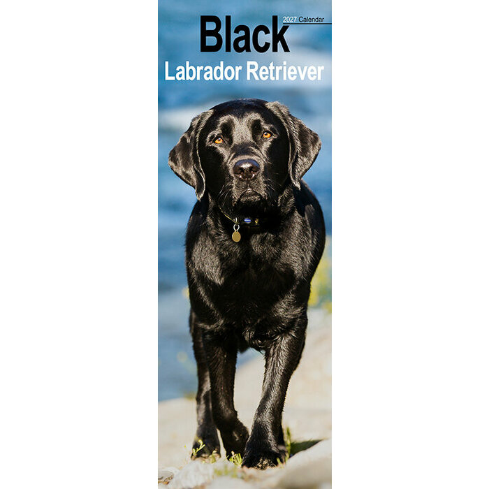 Calendrier Etroit Slim 2027 Labrador Noir Calendrier Etroit Slim 2027 Labrador Noir
