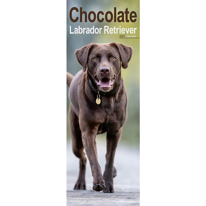 Calendrier Etroit Slim 2027 Labrador Chocolat Calendrier Slim Labrador Chocolat 2027