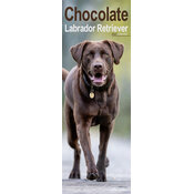 Calendrier Etroit Slim 2027 Labrador Chocolat Calendrier Slim Labrador Chocolat 2027