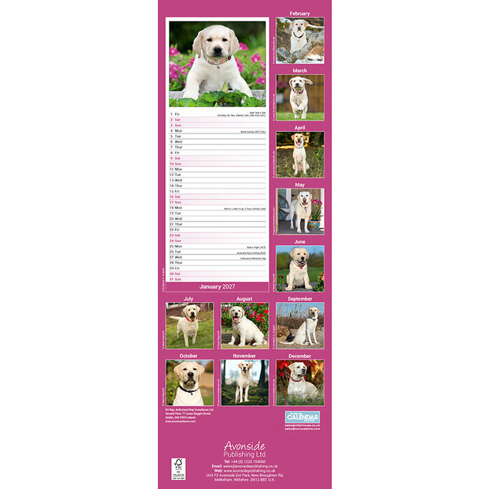 Calendrier Etroit Slim 2027 Labrador Sable Calendrier 2027 Labrador Sable