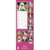 Calendrier Etroit Slim 2027 Labrador Sable Calendrier 2027 Labrador Sable