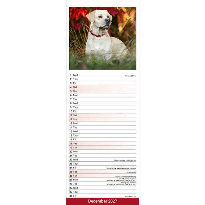 Calendrier Etroit Slim 2027 Labrador Sable Calendrier papier 2027 Labrador Sable