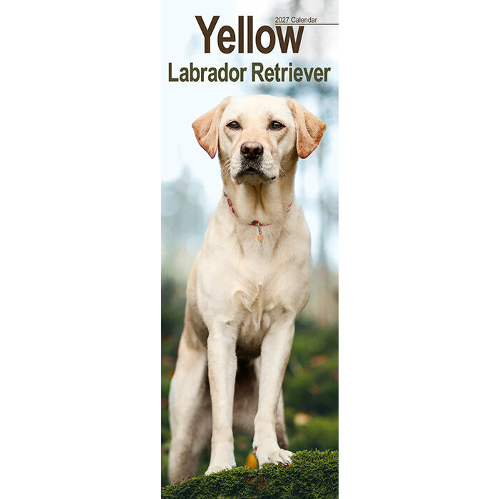 Calendrier Etroit Slim 2027 Labrador Sable Calendrier Mural 2027 Labrador Sable