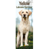 Calendrier Etroit Slim 2027 Labrador Sable Calendrier Mural 2027 Labrador Sable