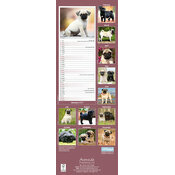 Calendrier Etroit Slim 2027 Carlin Pug Calendrier 2027 Labrador Sable