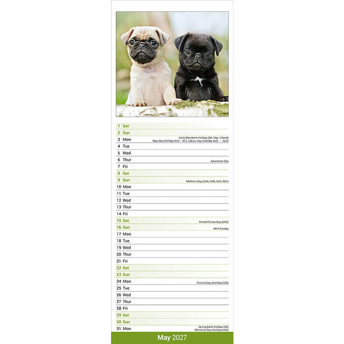 Calendrier Etroit Slim 2027 Carlin Pug Calendrier papier 2027 Labrador Sable