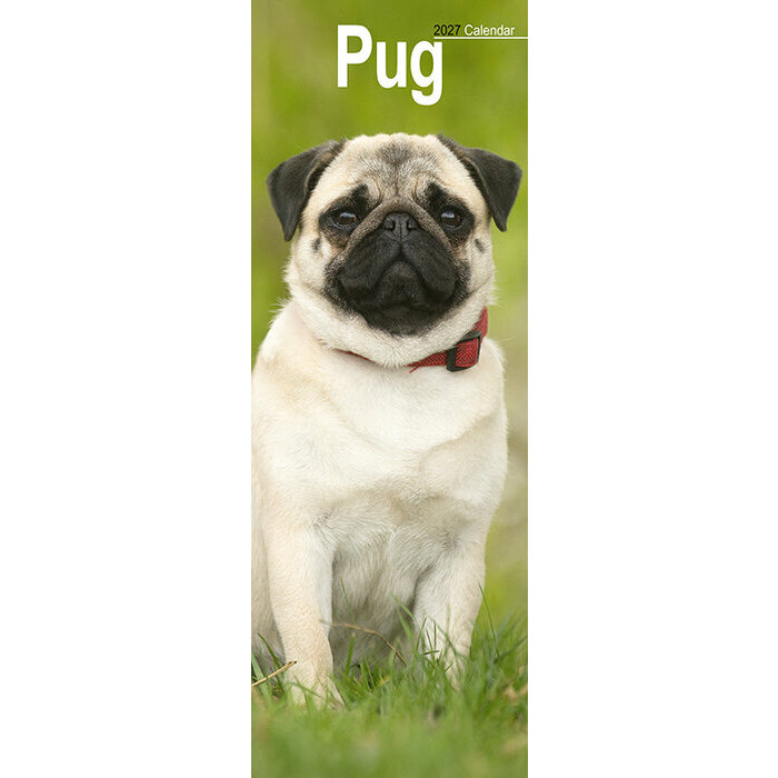 Calendrier Etroit Slim 2027 Carlin Pug Calendrier Mural 2027 Labrador Sable