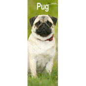 Calendrier Etroit Slim 2027 Carlin Pug Calendrier Mural 2027 Labrador Sable