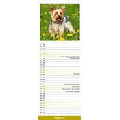 Calendrier Etroit Slim 2027 Yorkshire Terrier Calendrier 2027 Yorkshire Terrier