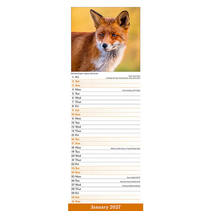 Calendrier Etroit Slim 2027 Animaux de la forêt Calendrier Animaux Cerf 2027