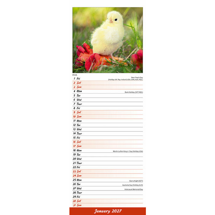 Calendrier Mural Poule 2027