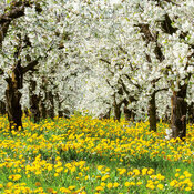 Calendrier For�t arbre 2027