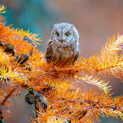 Calendrier oiseaux Chouettes Hiboux 2027