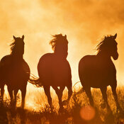 Calendrier 2027 Chevaux Magiques