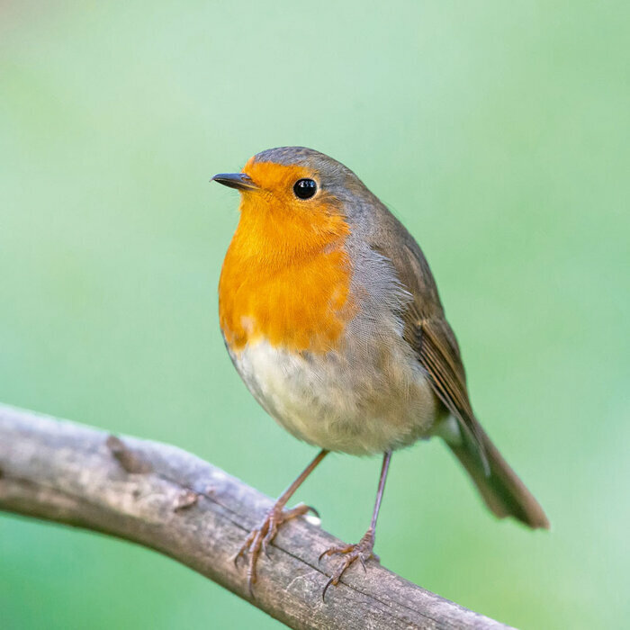 Calendrier 2027 Oiseaux Nature 