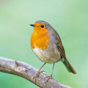 Calendrier 2027 Oiseaux Nature 