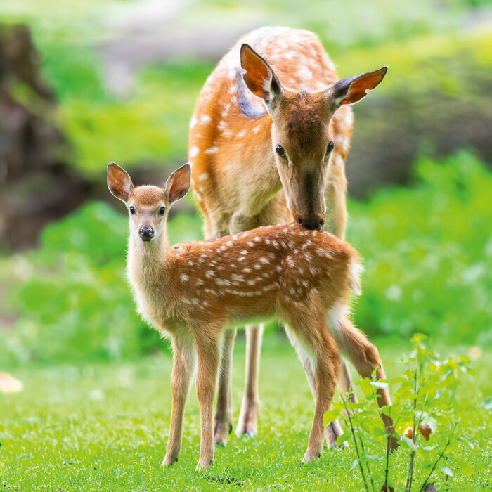 Calendrier 2027 Animaux For�t Renard