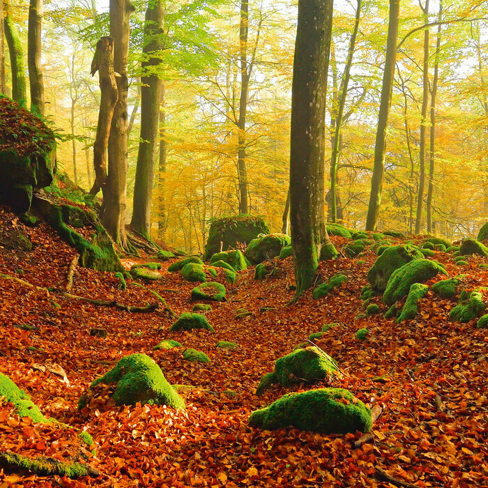 Calendrier 2027 For�t Arbre 