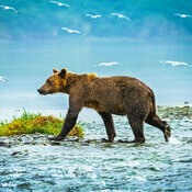 Calendrier 2027 Ours Ourson