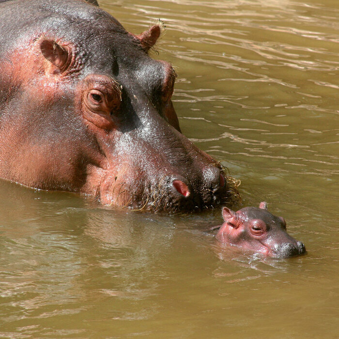 Calendrier Papier 2027 Safari d'Afrique