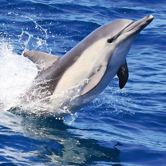 Calendrier  2027 Dauphin Mer